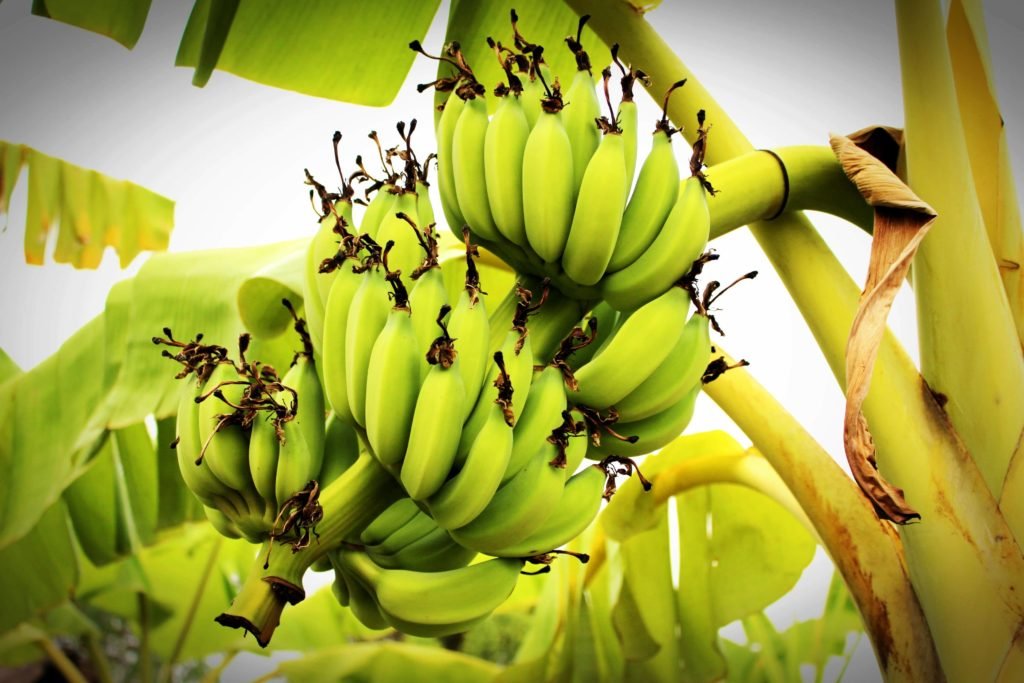banana and spinach, foods that help you lose Weight