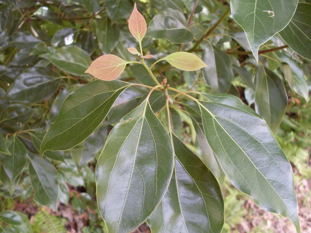 best antifungal, antiseptic ingredient for hairs